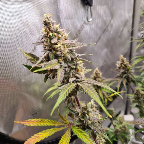 Zkittlez OG #1 growlog timeline photo
