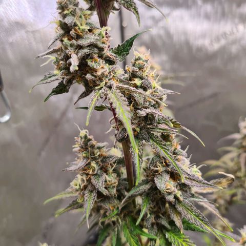 Zkittlez OG #1 growlog timeline photo