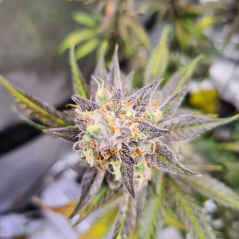 Zkittlez OG #1 growlog timeline photo