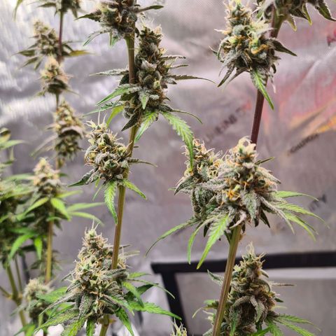 Zkittlez OG #1 growlog timeline photo