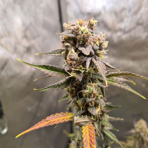 Zkittlez OG #1 growlog timeline photo