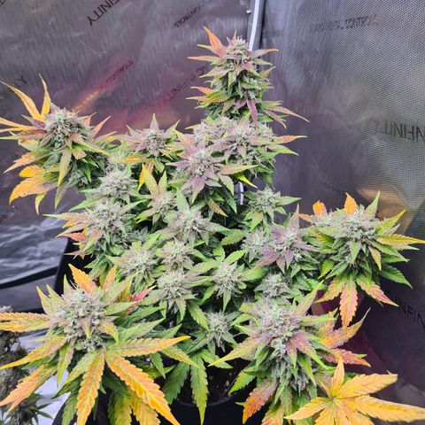 Orange Bud #2 growlog timeline photo