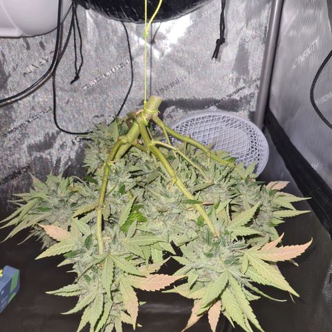 Orange Bud #2 growlog timeline photo