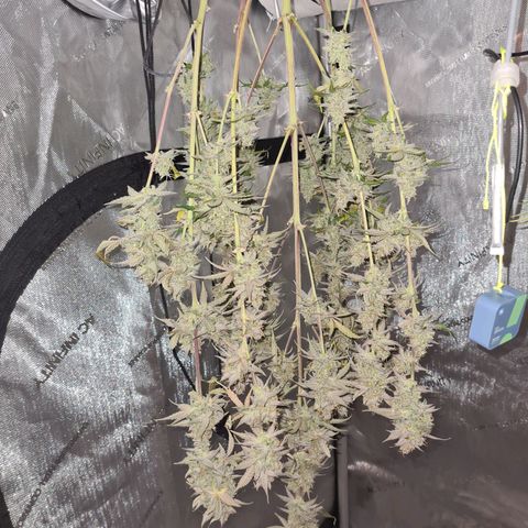 Zkittlez OG #1 growlog timeline photo