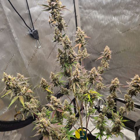 Zkittlez OG #1 growlog timeline photo