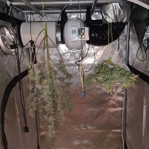 Zkittlez OG #1 growlog timeline photo