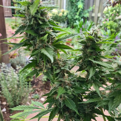 Orange Bud #1 growlog timeline photo