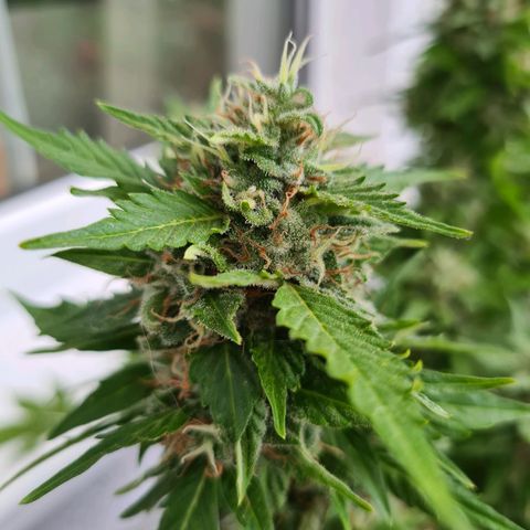 Orange Bud #1 growlog timeline photo