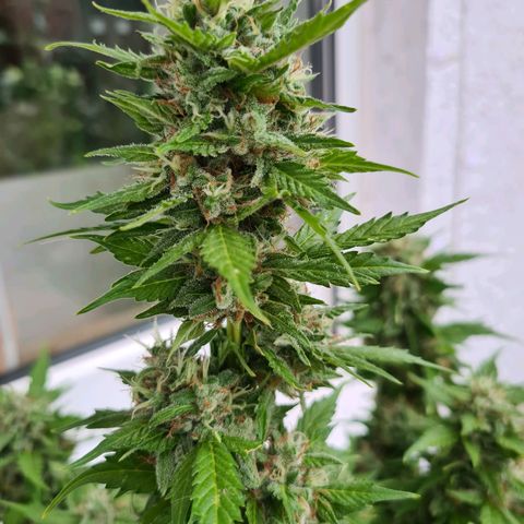 Orange Bud #1 growlog timeline photo
