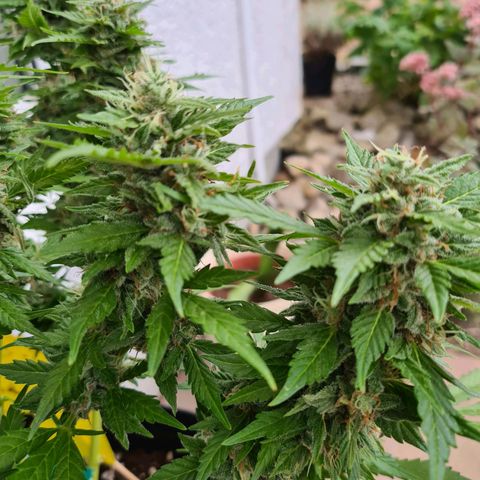 Orange Bud #1 growlog timeline photo