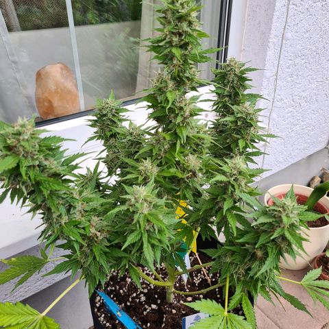 Orange Bud #1 growlog timeline photo