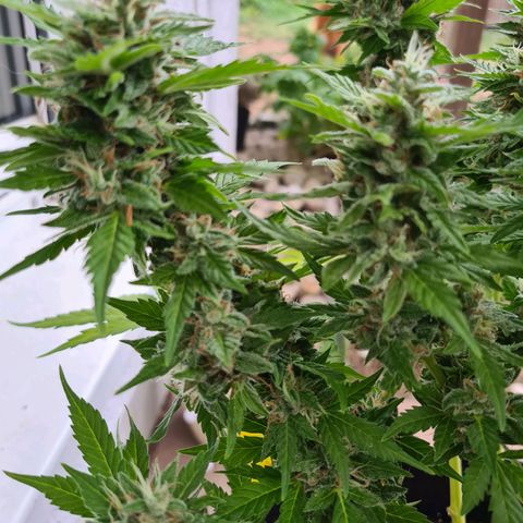 Orange Bud #1 growlog timeline photo