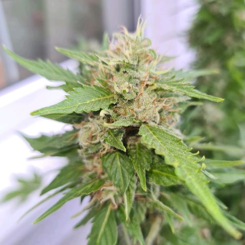 Orange Bud #1 growlog timeline photo