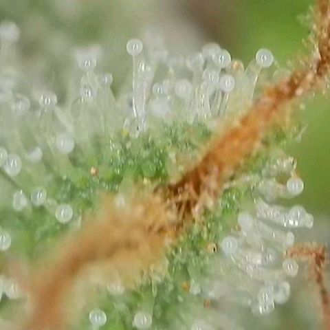 Orange Bud #1 growlog timeline photo