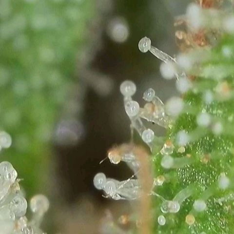 Orange Bud #1 growlog timeline photo