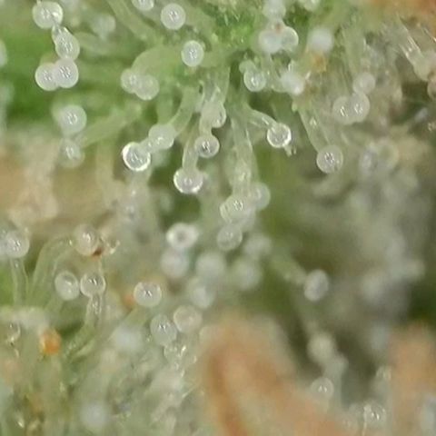 Orange Bud #1 growlog timeline photo
