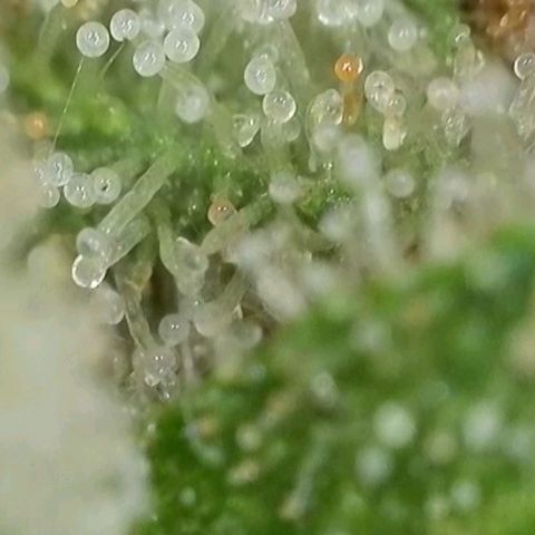 Orange Bud #1 growlog timeline photo