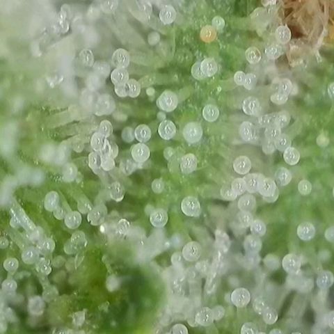Orange Bud #1 growlog timeline photo