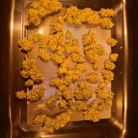 Orange Bud #2 growlog timeline photo