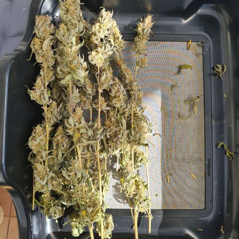Zkittlez OG #1 growlog timeline photo