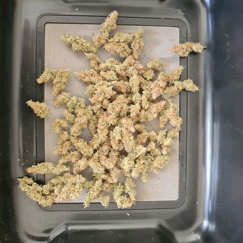 Zkittlez OG #1 growlog timeline photo