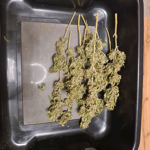 Orange Bud #1 growlog timeline photo