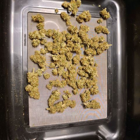 Orange Bud #1 growlog timeline photo