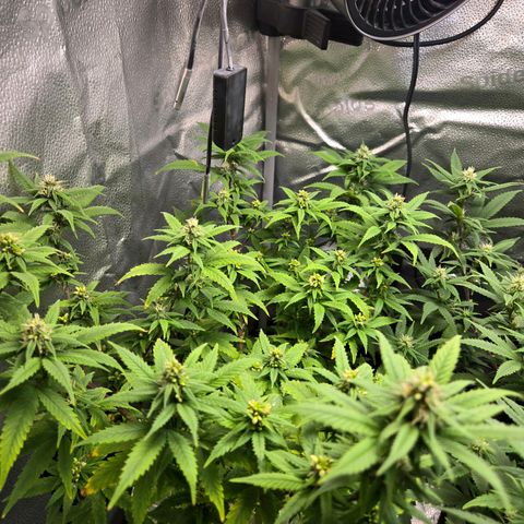 Blueberry Muffin Reversal growlog timeline photo