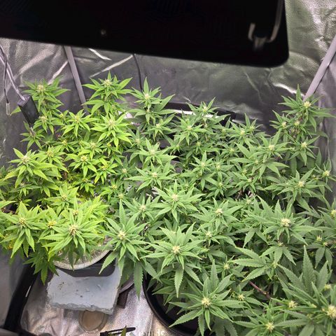 Blueberry Muffin Reversal growlog timeline photo