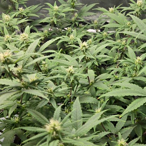 Blueberry Muffin Reversal growlog timeline photo
