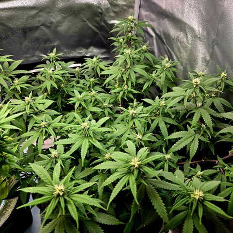 Blueberry Muffin Reversal growlog timeline photo