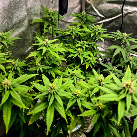 Blueberry Muffin Reversal growlog timeline photo