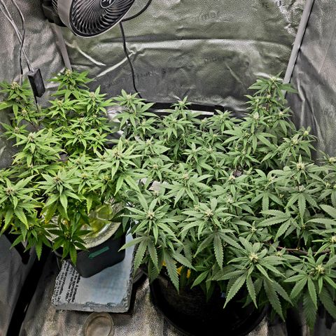 Blueberry Muffin Reversal growlog timeline photo