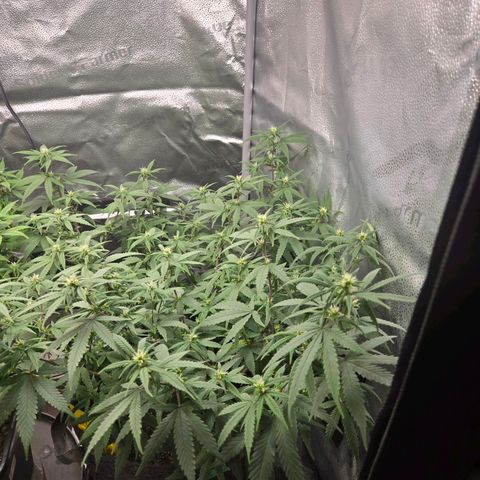 Blueberry Muffin Reversal growlog timeline photo