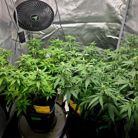 Blueberry Muffin Reversal growlog timeline photo