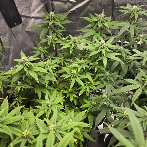 Blueberry Muffin Reversal growlog timeline photo