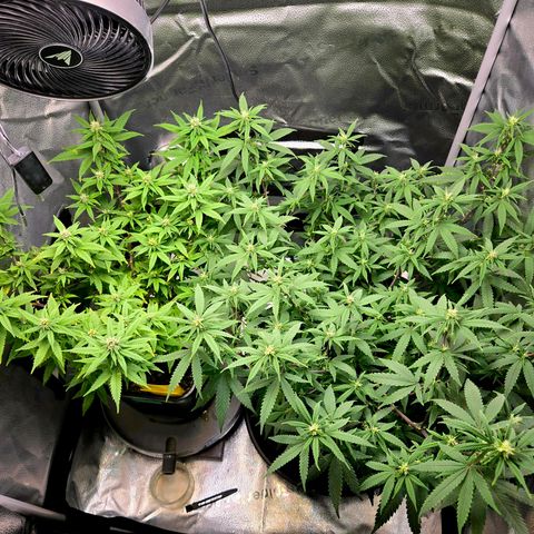 Blueberry Muffin Reversal growlog timeline photo
