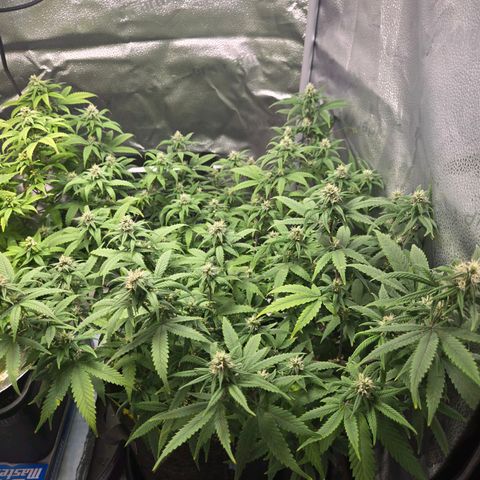 Blueberry Muffin Reversal growlog timeline photo