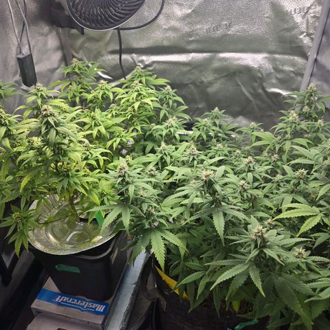 Blueberry Muffin Reversal growlog timeline photo