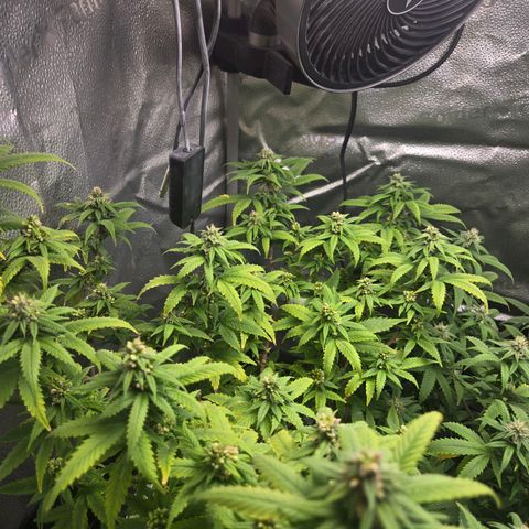 Blueberry Muffin Reversal growlog timeline photo