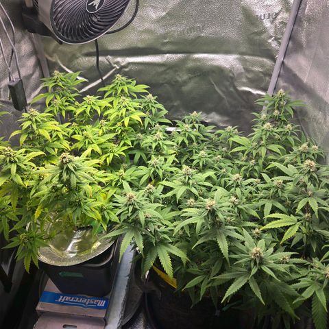 Blueberry Muffin Reversal growlog timeline photo