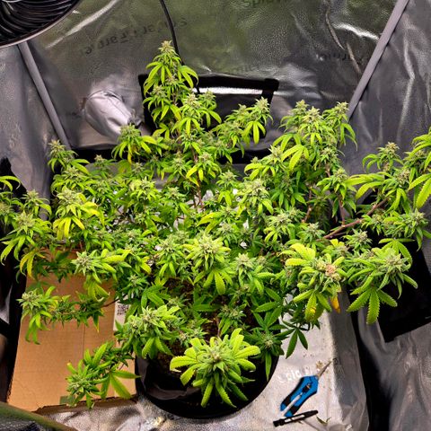 Blueberry Muffin Reversal growlog timeline photo