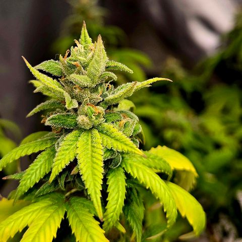 Blueberry Muffin Reversal growlog timeline photo