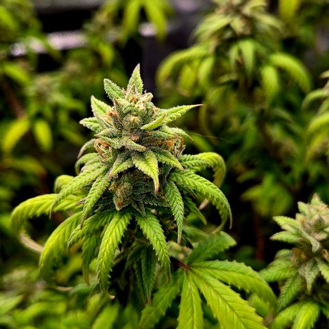 Blueberry Muffin Reversal growlog timeline photo