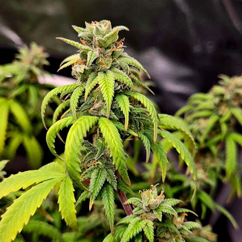 Blueberry Muffin Reversal growlog timeline photo
