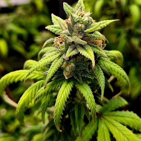 Blueberry Muffin Reversal growlog timeline photo