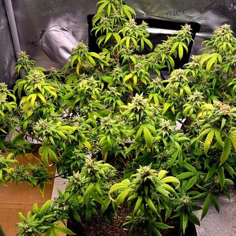 Blueberry Muffin Reversal growlog timeline photo