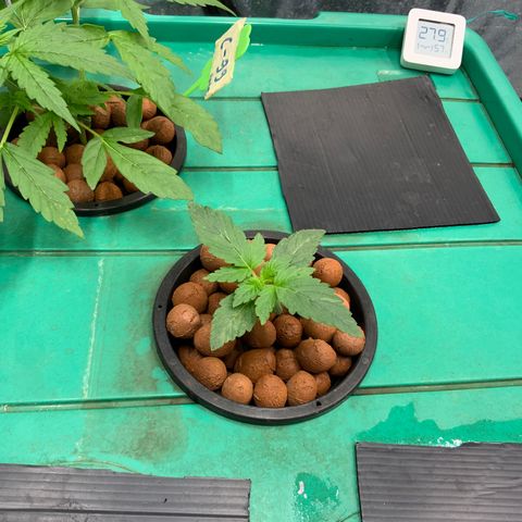 Moby dick XXL  [auto] growlog timeline photo