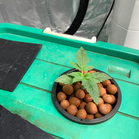 Moby dick XXL  [auto] growlog timeline photo