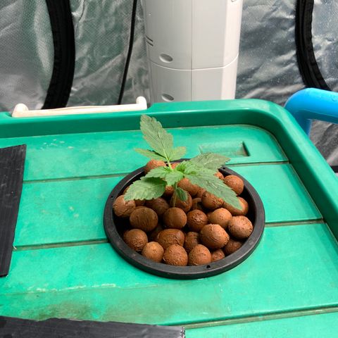 Moby dick XXL  [auto] growlog timeline photo